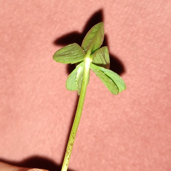🍀 Real Wild Five 5 Leaf Clover Rare Luck REAL Found 4/26/23 in USA yard Lucky - Picture 3 of 17